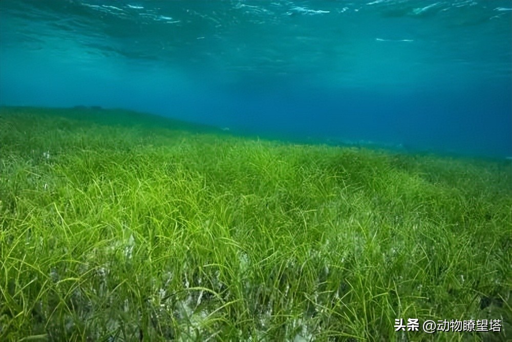 巨型儒艮灭绝,儒艮为什么遭到大量捕杀