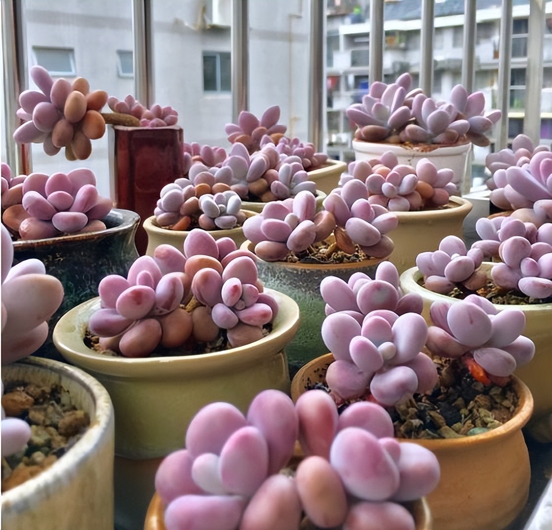 多肉桃蛋怎么养老桩,桃蛋多肉老桩