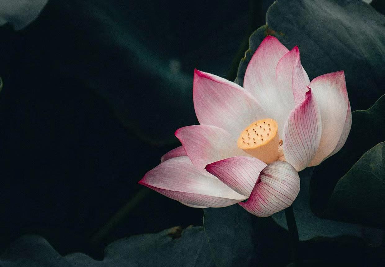 一个家庭的福气是有预兆的,一个家庭有好运