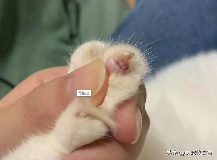 猫咪指甲劈裂是什么原因,猫咪指甲裂了一半怎么处理
