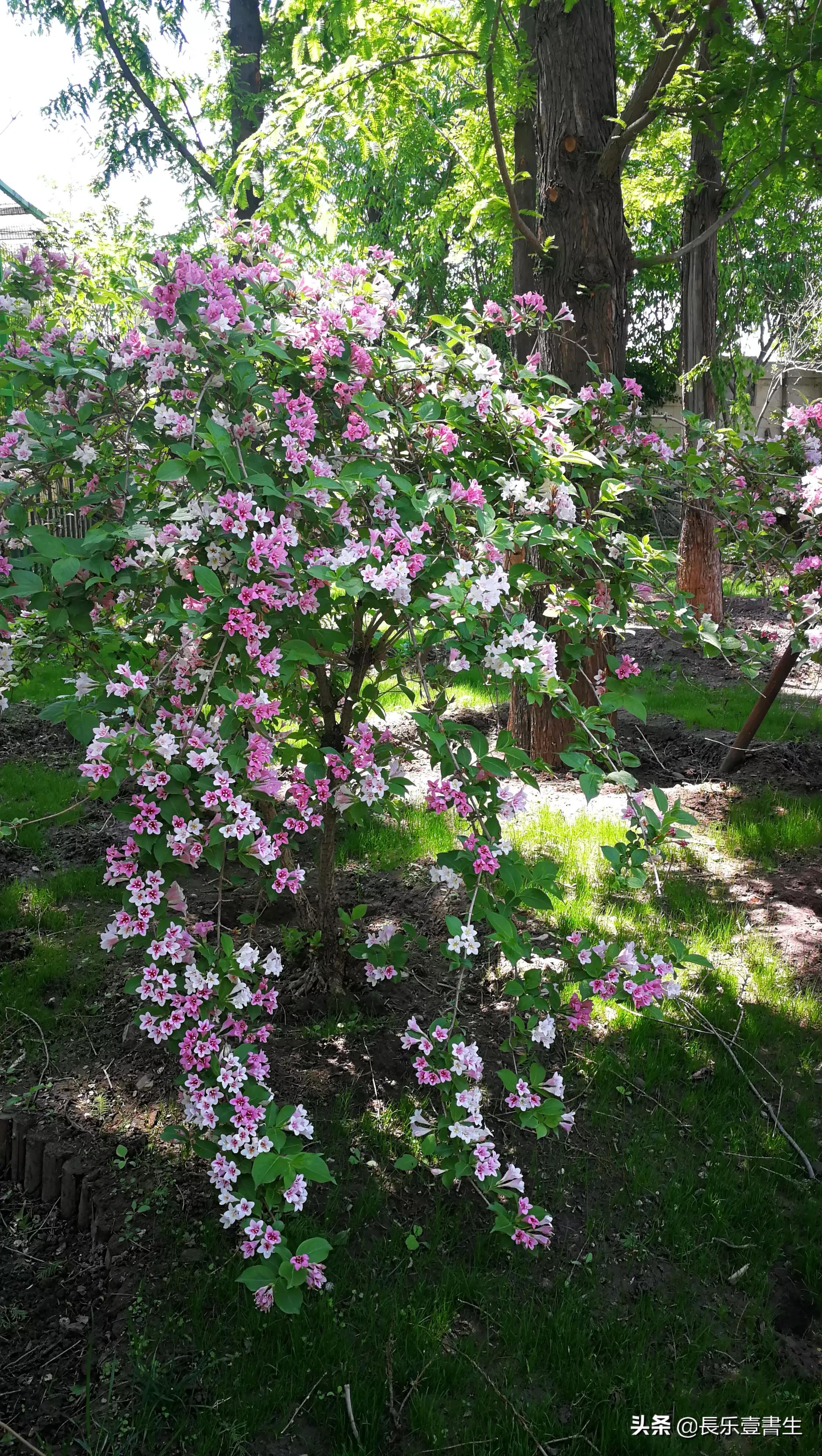 中国园林博物馆游览时间表,小众游玩强烈推荐北京园林博物馆