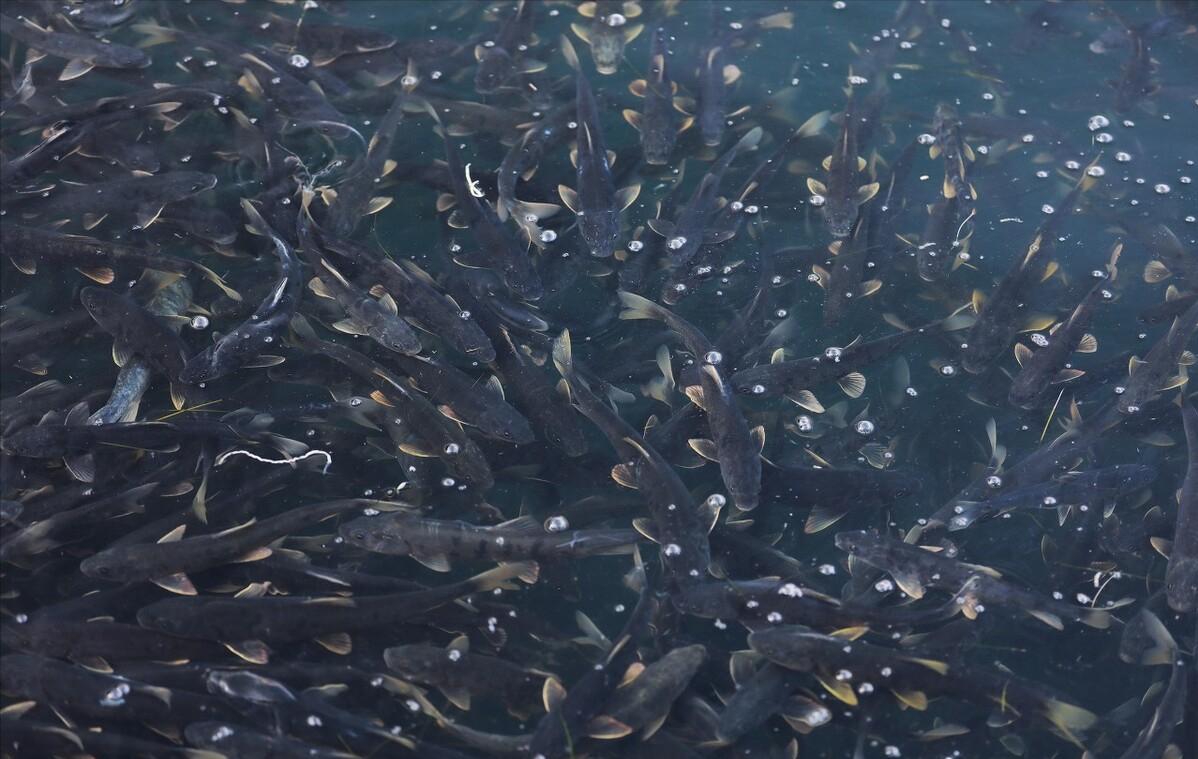 湟鱼洄游全过程,湟鱼洄游障碍