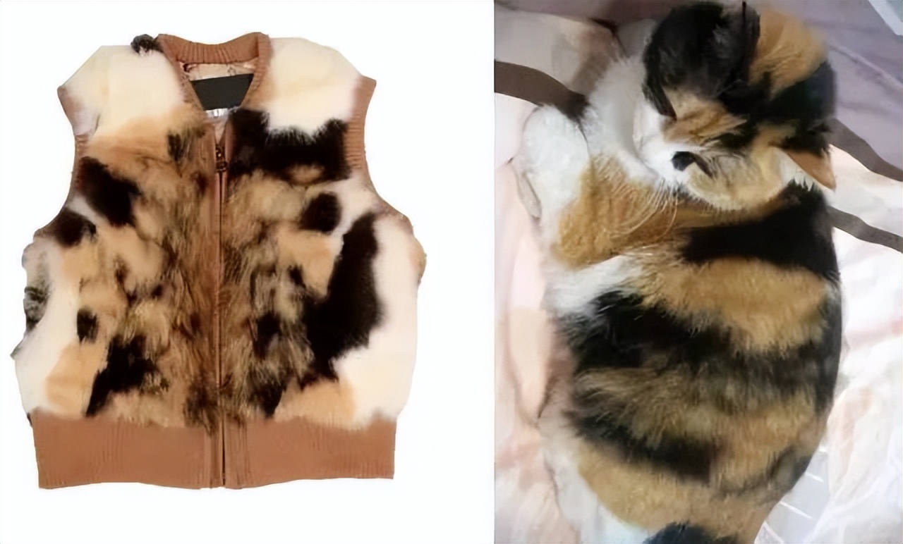 无良商家为了赚钱，竟剥猫皮做毛皮大衣…