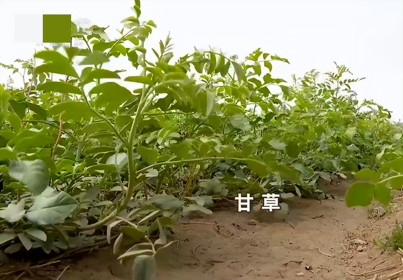 甘肃女子变卖家产花千万开发沙漠,女子砸千万家产完整版