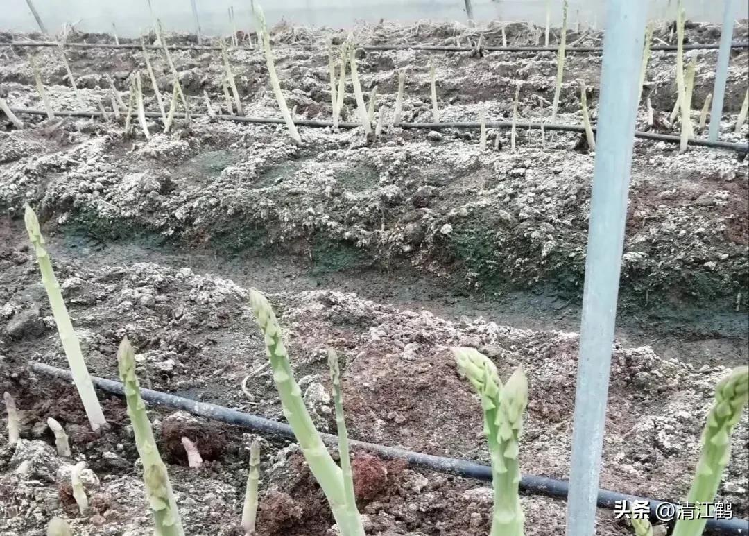 露笋高产吗,莴笋的种植方法和时间