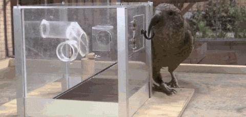 啄羊鹦鹉为什么不讨人喜欢,啄羊鹦鹉简介