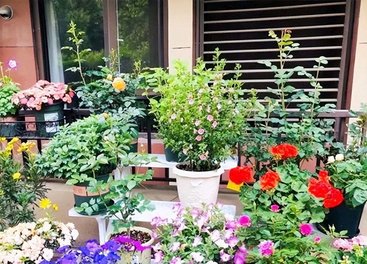 老人寻找47年初恋后续,83岁老人苦寻初恋