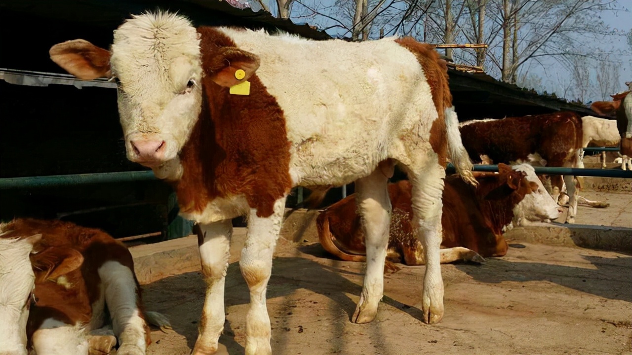 牛犊拉稀用啥药都不好使怎么办,牛犊不拉稀的饲料配方