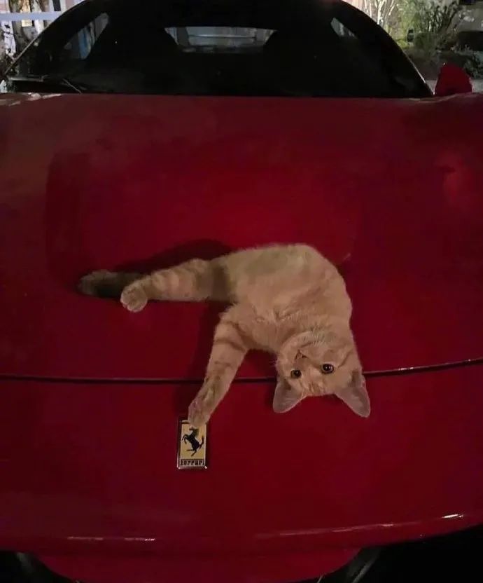 情人节冷笑话段子,情人节冷笑话段子大全