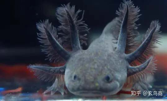 山海经2012白话全译彩图版pdf,山海经海外西经是指哪里