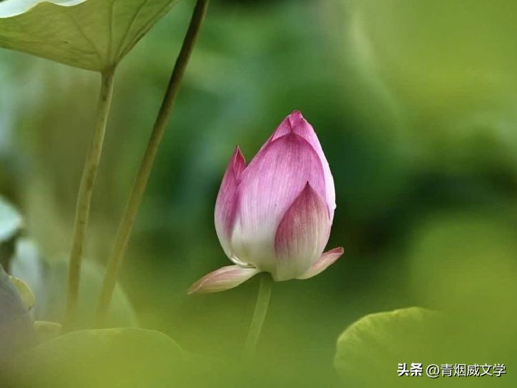 十首绝美的咏荷的词,咏荷七律诗句