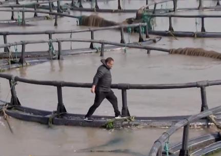 浙江人养南美对虾赚钱,浙江男人养甲鱼