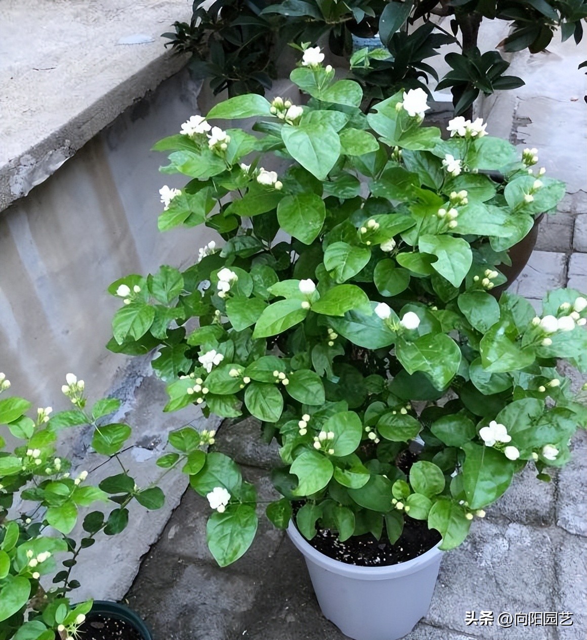 你知道茉莉如何养护才能开爆花吗,茉莉能在三十多度阳光下暴晒吗