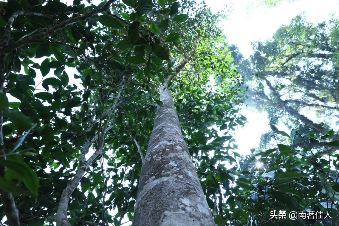 追求之前先了解,高杆茶的基本知识