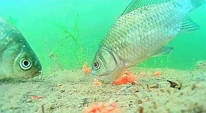 走漂拖底钓法，是一个没有被大多数钓友认识的绝好方法