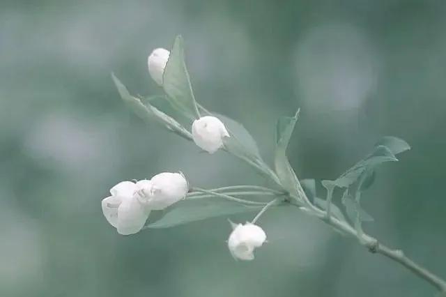 女生都有虚荣心吗,人都有虚荣心