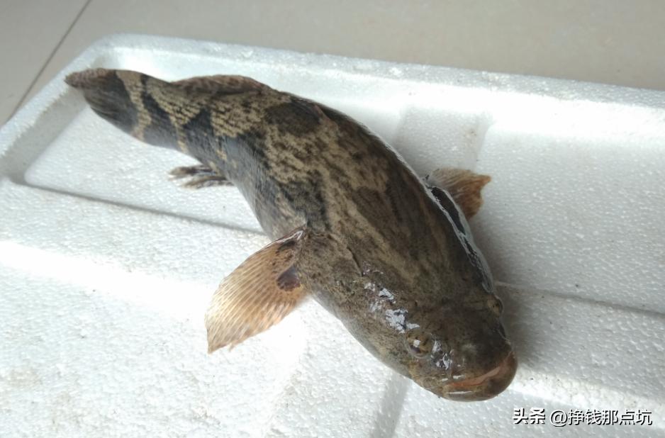 从南骗到北的代运营