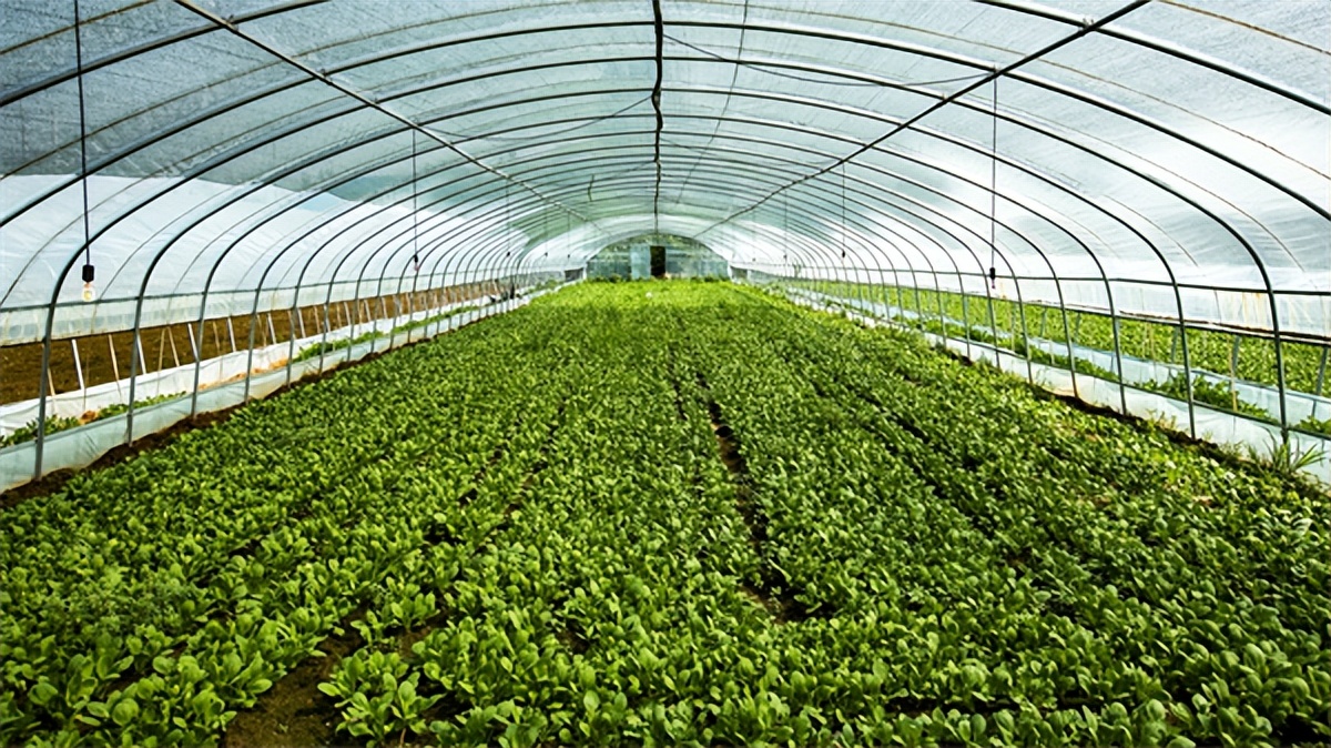 公务员辞职养蟑螂现在成亿万富翁,公务员辞职养蟑螂