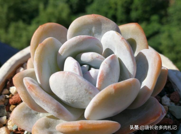 多肉雪莲如雪,多肉雪莲能去头吗