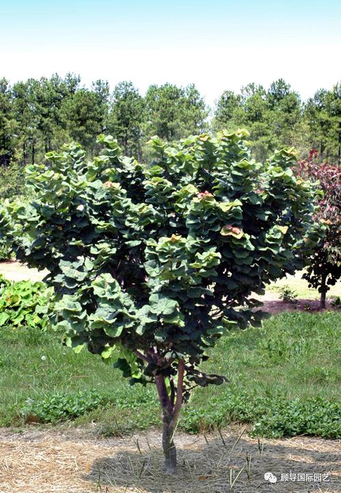 南方人爱不够的紫荆花，北方人懵了：“这哪儿是紫荆花啊？”