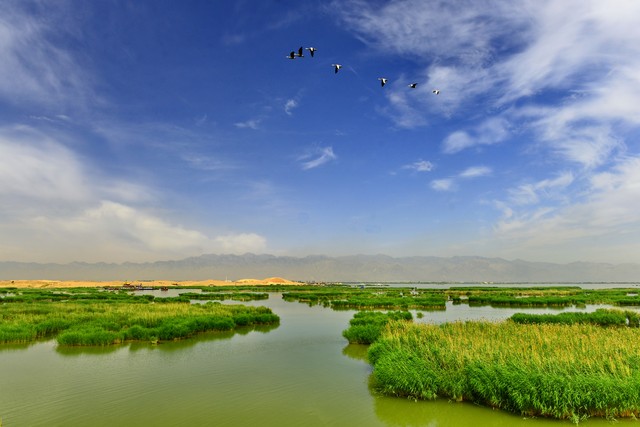 正宗宁夏红枸杞风景,宁夏红色枸杞