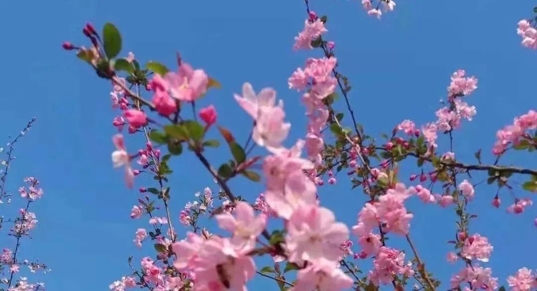 经典桃花古诗词名句大全,桃花的诗句桃之夭夭灼灼其华