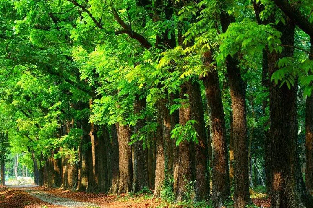 桃花心木属于什么档次木材,黄檀木珍稀木材