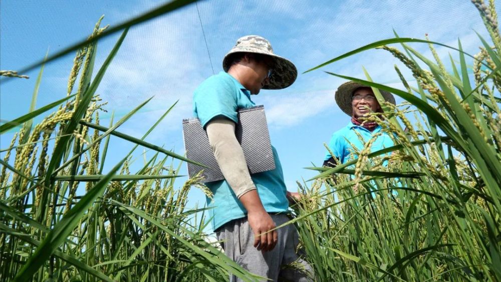 海水稻最新发展,海水稻真的难吃么