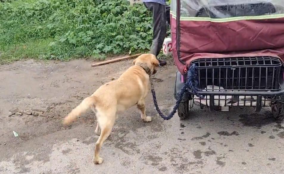 拉布拉多疑遭主人卖给狗贩子,拉布拉多成年犬易主