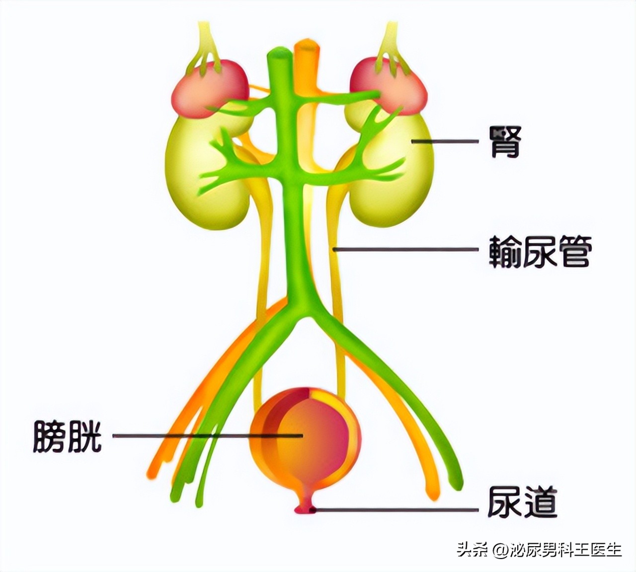 拉小便总是分叉男性,男性小便分叉怎么治疗