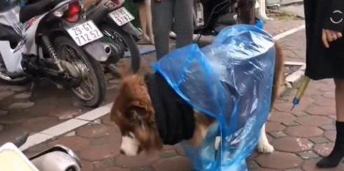 雪橇犬与雪橇犬的较量,阿拉斯加雪橇犬为啥精力旺盛