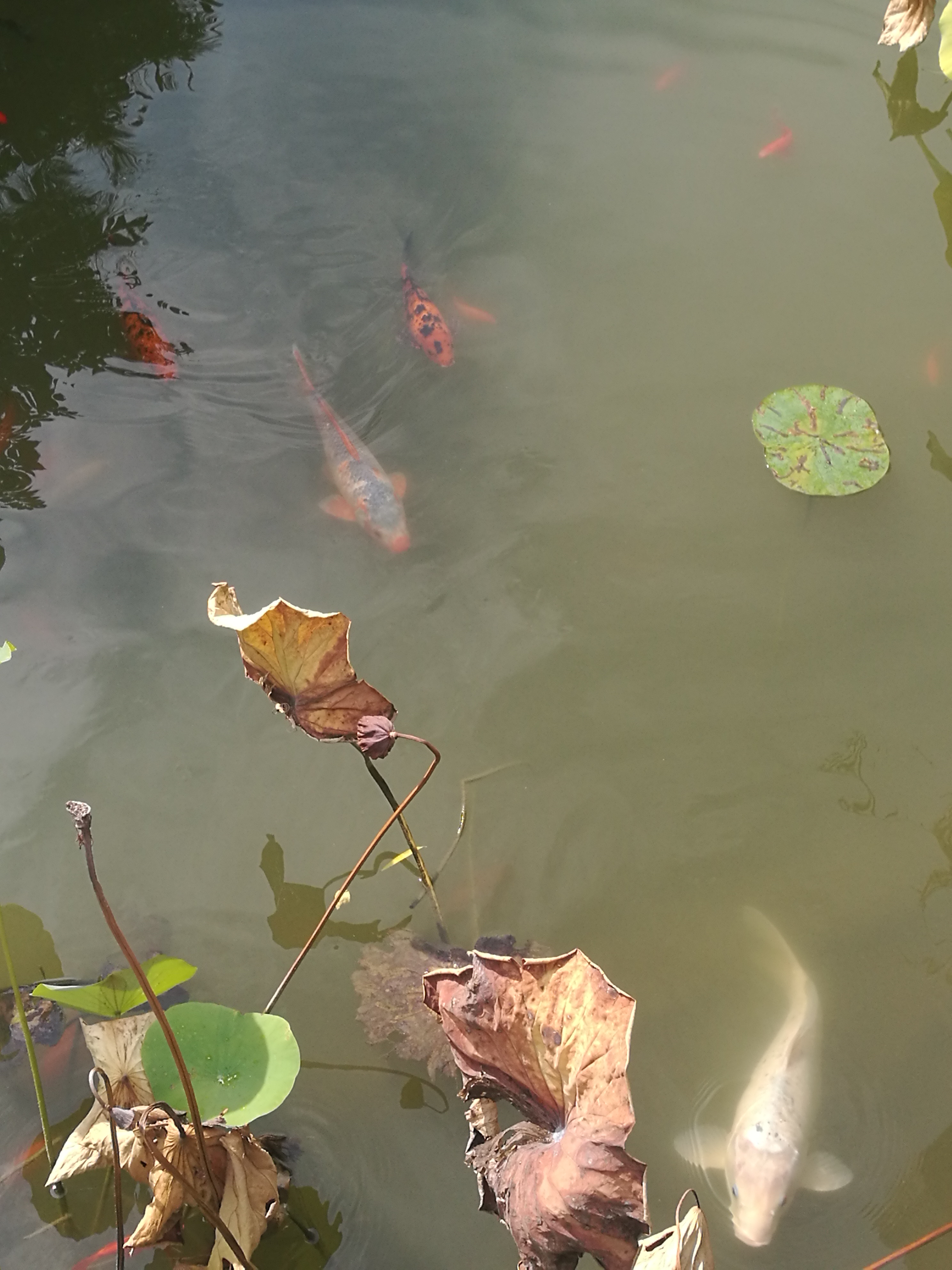 苏州东山农贸批发市场图,苏州东山轻轨