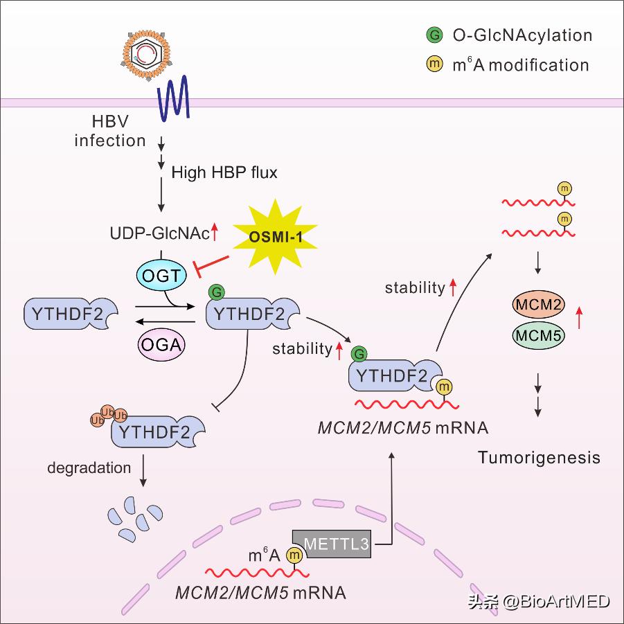 黄爱龙科技进步奖,黄爱龙最新论文
