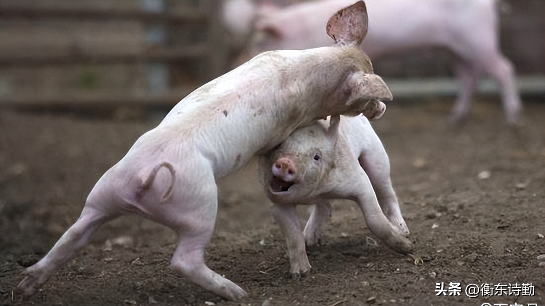 分赃不均狗咬狗指的是什么生肖,分赃不均狗咬狗什么意思