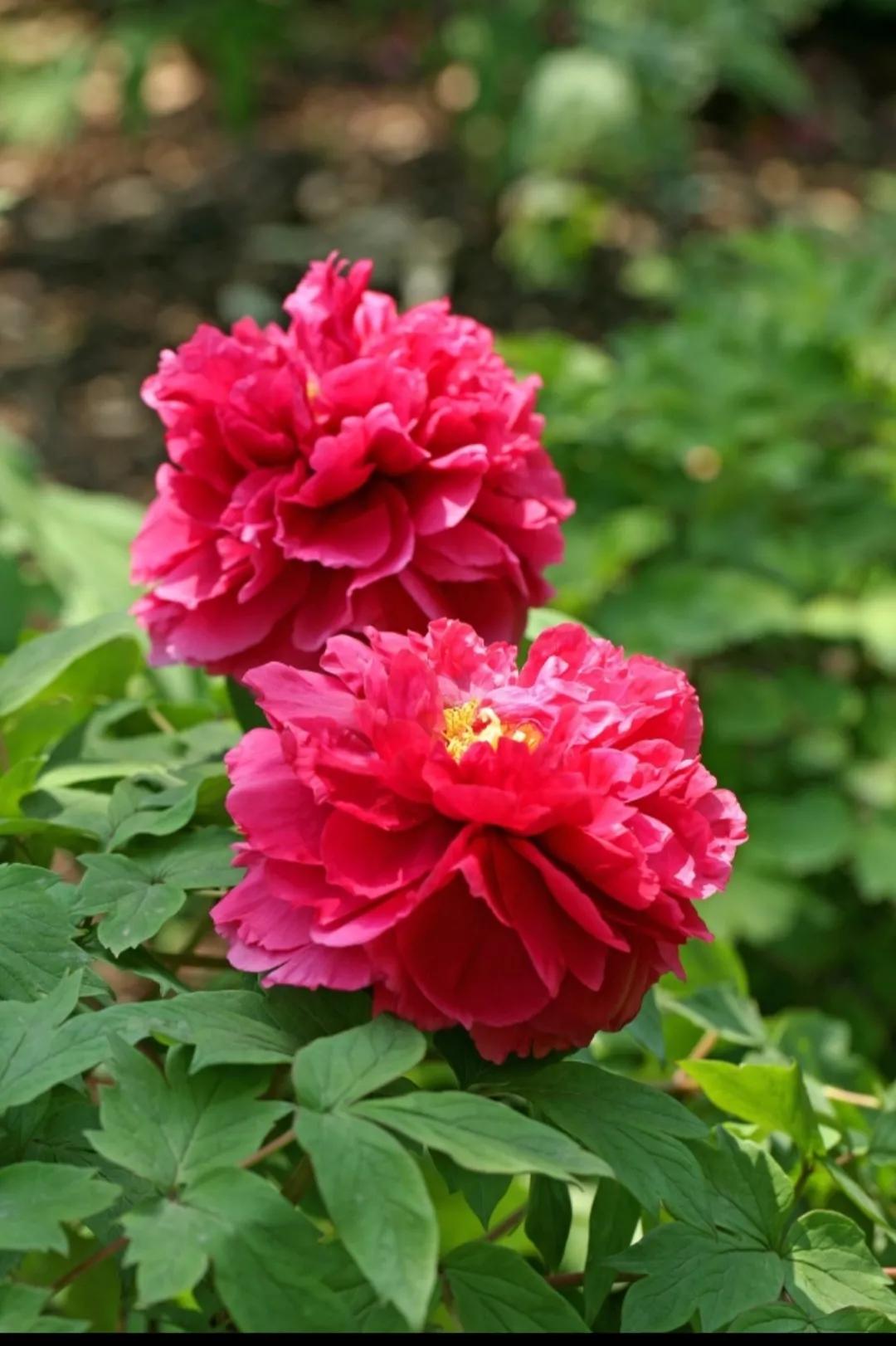 鍐峰鐨囧悗椹惧埌,鍐峰濞樺椹惧埌