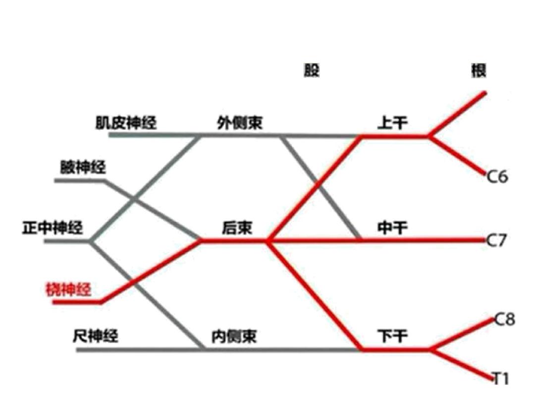 超声引导下臂丛神经阻滞,PPT课件