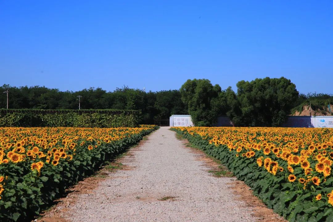 北京周边的向日葵花海,顺义向日葵花海