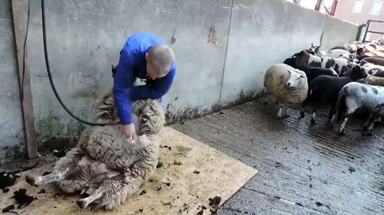 英国反对泰国用猴子摘椰子,泰国人逼迫猴子摘椰子