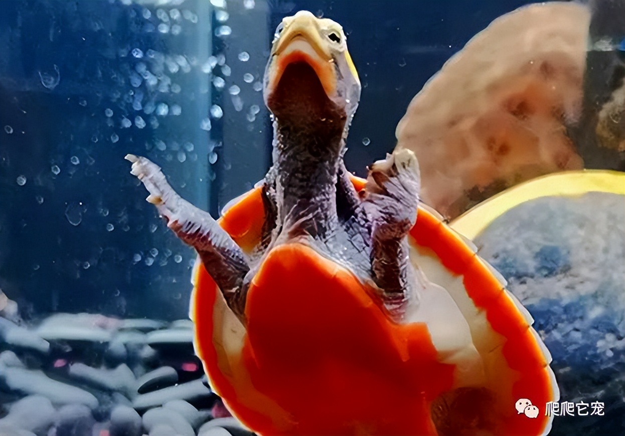 巨型侧颈龟成体,亚马逊雨林巨型侧颈龟