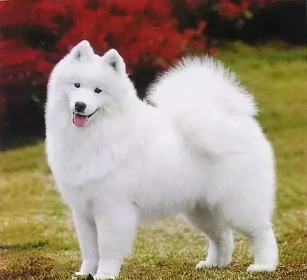 鐜勫璇寸嫍,澶稿紶璇寸嫍