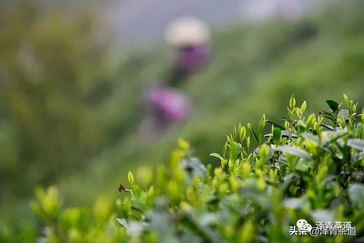 福建中国茶叶第一大省,中国茶叶排名第一省