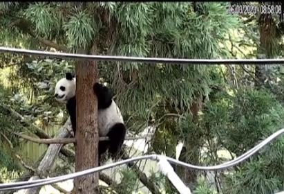 6.3日小奇迹崽崽:快给本崽崽多多上供能吃的竹子和竹笋