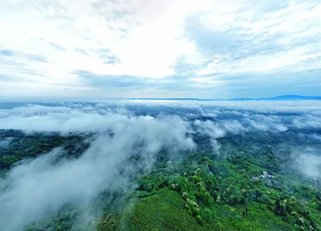 崂山绿茶和日照绿茶的图片,崂山绿茶和日照绿茶哪个出名