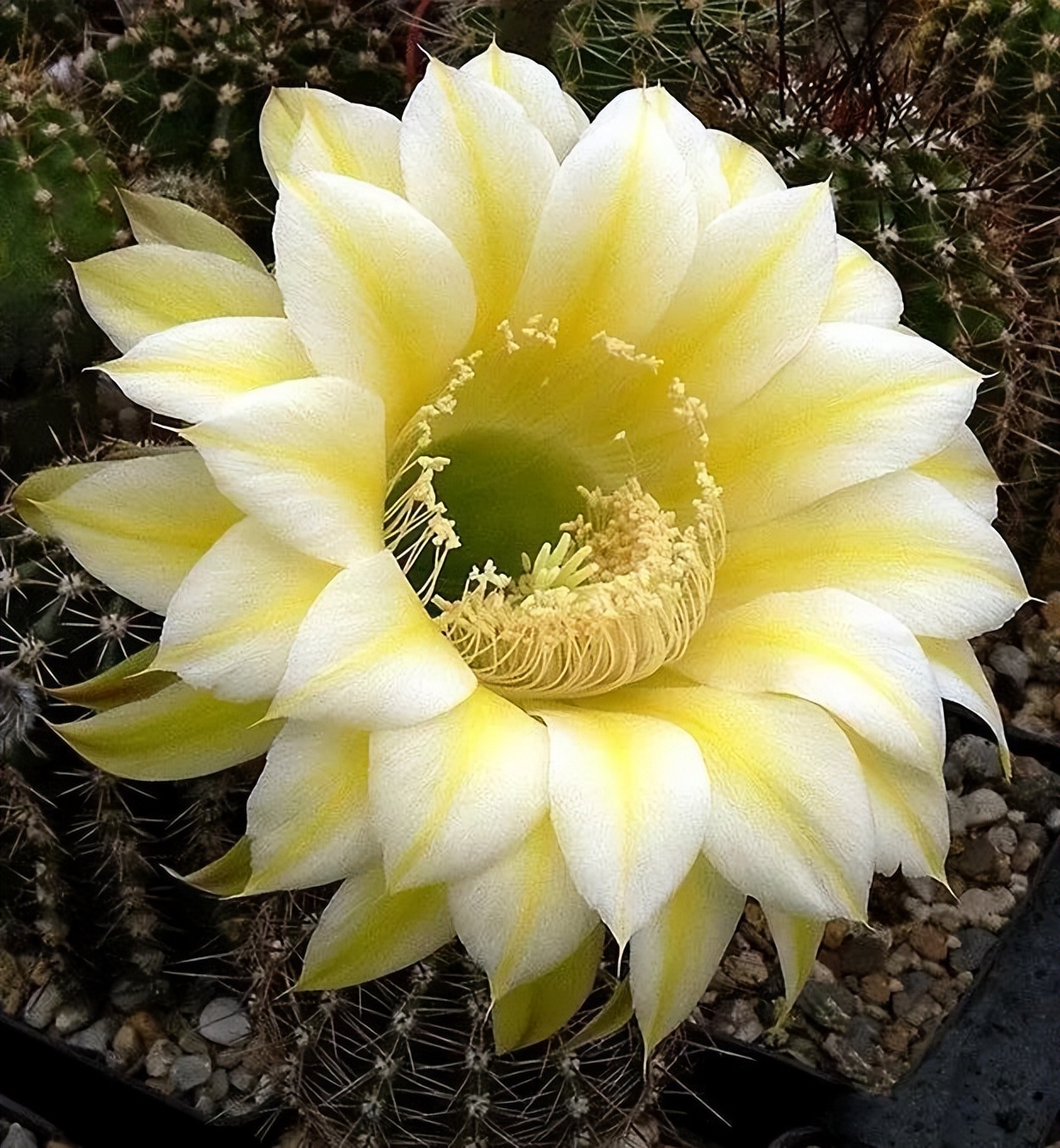 200种·仙人球开花图鉴，大开眼界，美到爆