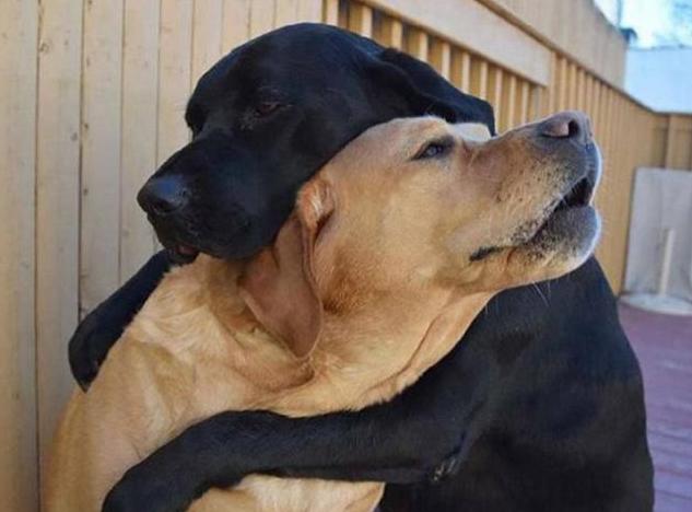 狗狗交配不能随便打断，后果很严重