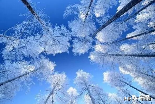 张炜作家国际影响力,张炜的文学节目