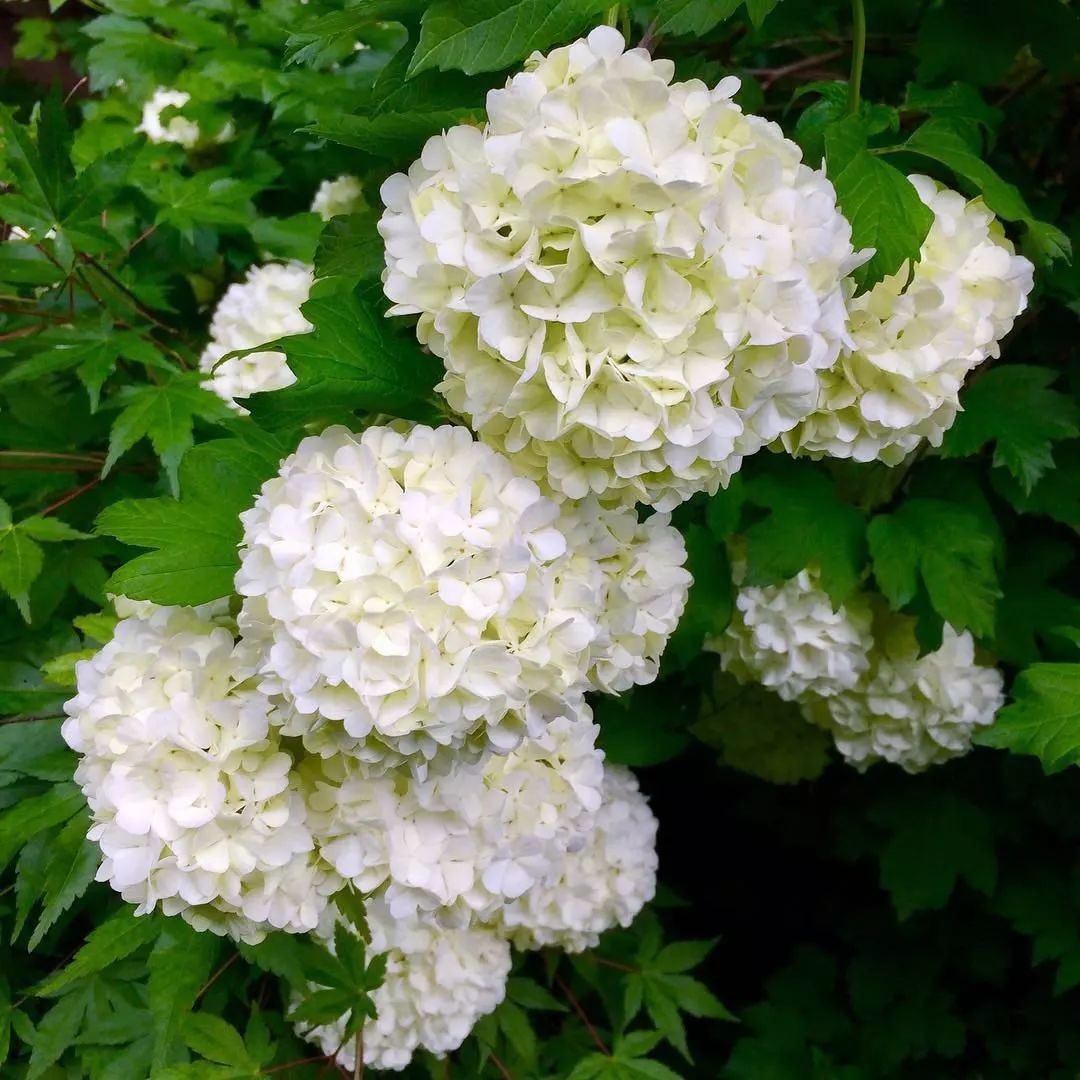 闀垮緱鍍忚冻鐞冧竴鏍风殑妞嶇墿,鍜岃冻鐞冩湁鍏崇殑妞嶇墿