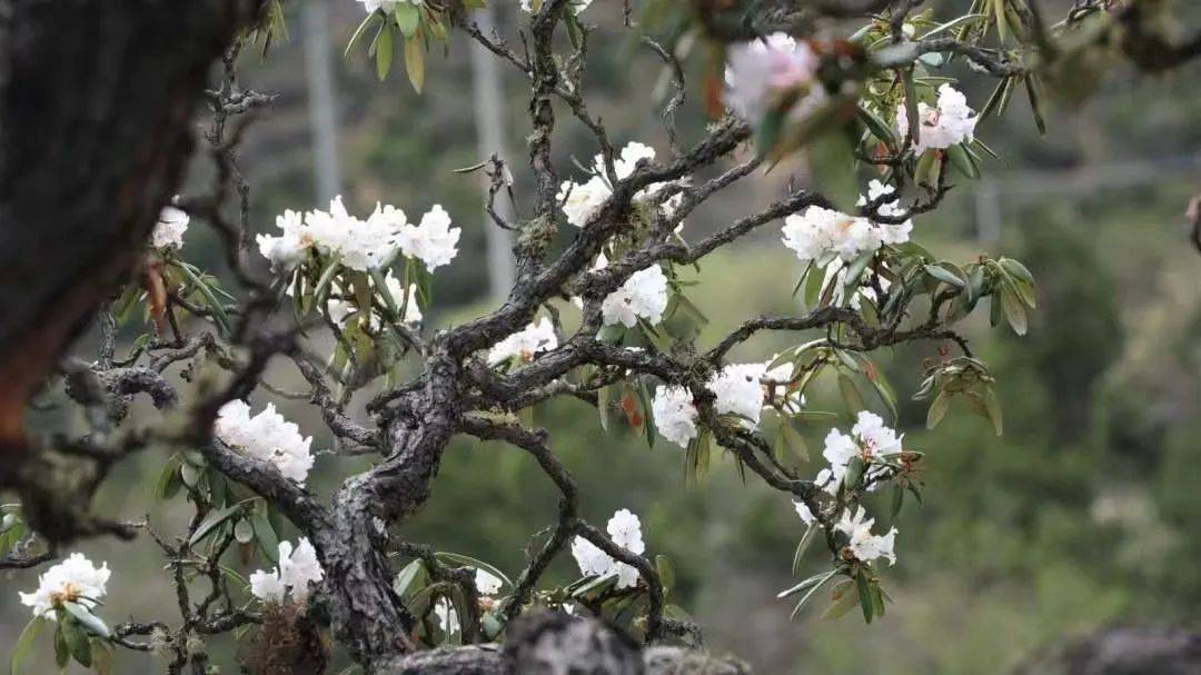 雪山下的某个小镇,雪山下的梦幻球场