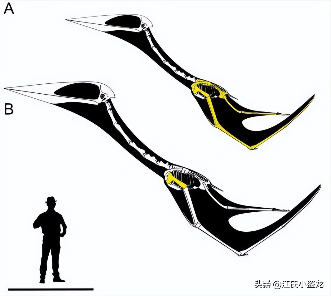 死神翼龙图片,死神翼龙真的存在吗