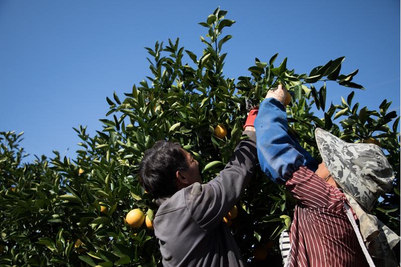 陈磊，是如何让拼多多成了“三农领域”的霸主的？